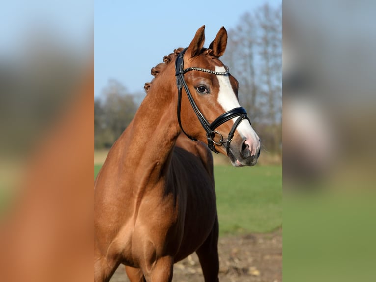 German Riding Pony Stallion 3 years 14 hh Chestnut in Verl