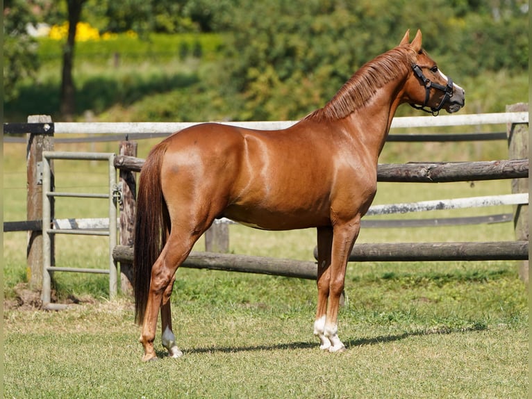 German Riding Pony Stallion 3 years 14 hh Chestnut-Red in Hamminkeln