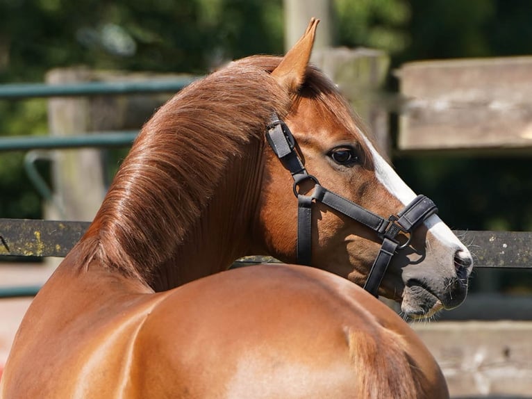 German Riding Pony Stallion 3 years 14 hh Chestnut-Red in Hamminkeln