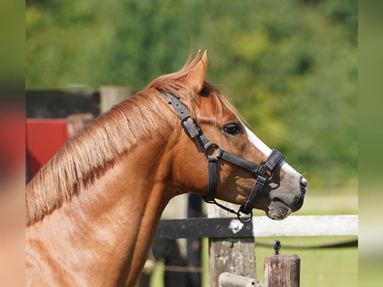 German Riding Pony Stallion 3 years 14 hh Chestnut-Red in Hamminkeln
