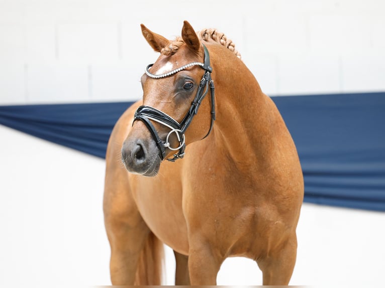 German Riding Pony Stallion 3 years 14 hh Chestnut-Red in Marsberg
