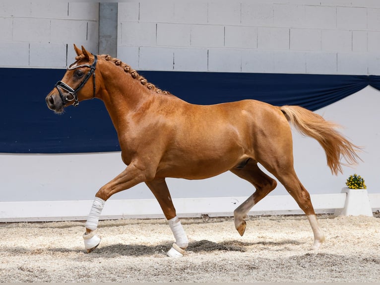 German Riding Pony Stallion 3 years 14 hh Chestnut-Red in Marsberg