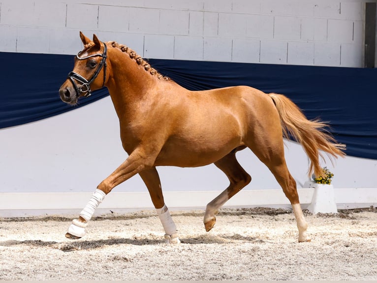 German Riding Pony Stallion 3 years 14 hh Chestnut-Red in Marsberg