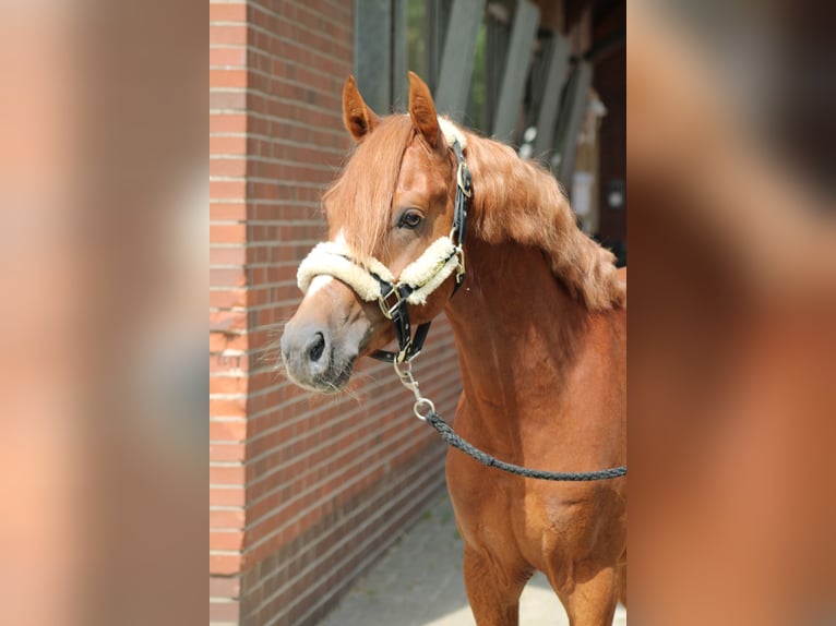 German Riding Pony Stallion 3 years 14 hh Chestnut-Red in Neuenkirchen