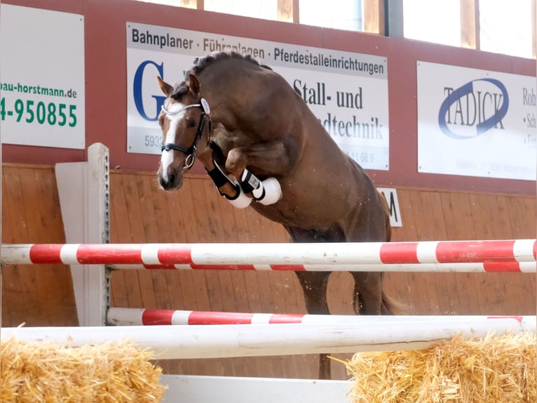 German Riding Pony Stallion 3 years 14 hh Chestnut in Beelen