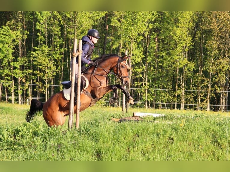 German Riding Pony Stallion 3 years 14 hh Dun in Langenenslingen