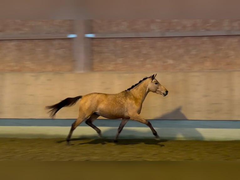 German Riding Pony Stallion 3 years 14 hh Dun in Langenenslingen