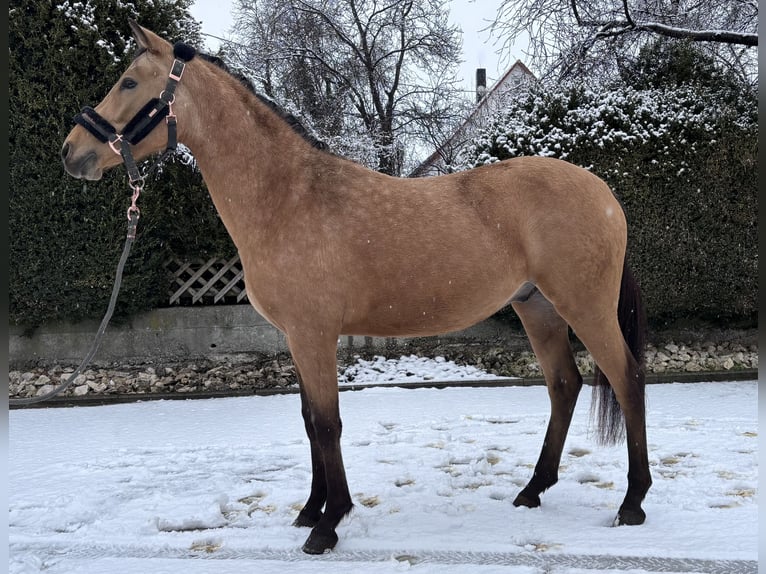 German Riding Pony Stallion 3 years 14 hh Dun in Langenenslingen