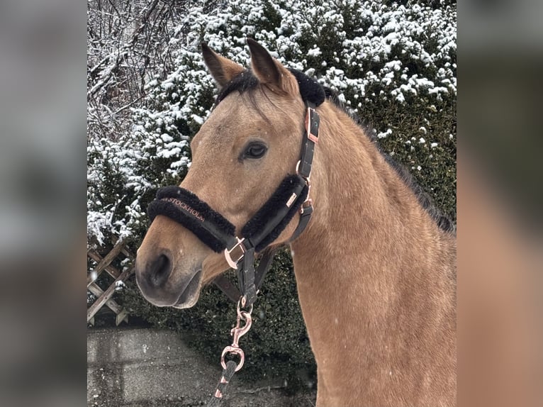 German Riding Pony Stallion 3 years 14 hh Dun in Langenenslingen