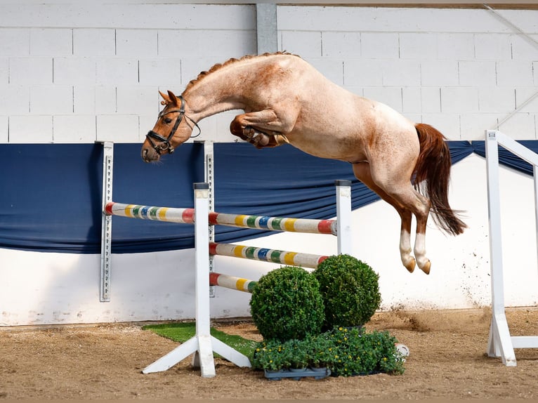 German Riding Pony Stallion 3 years 14 hh Grey-Red-Tan in Marsberg