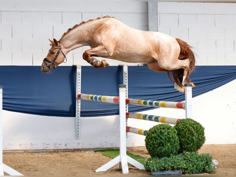 German Riding Pony Stallion 3 years 14 hh Grey-Red-Tan in Marsberg