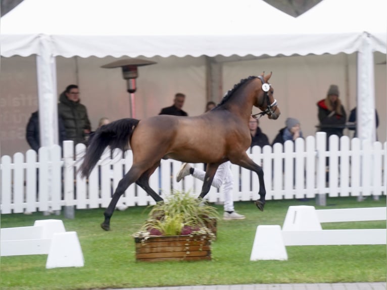 German Riding Pony Stallion 3 years 14,1 hh Brown in Paderborn