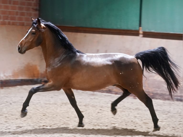 German Riding Pony Stallion 3 years 14,1 hh Brown in Paderborn