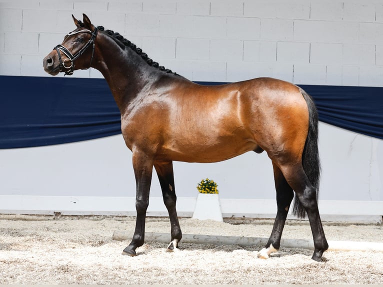 German Riding Pony Stallion 3 years 14,1 hh Brown in Marsberg