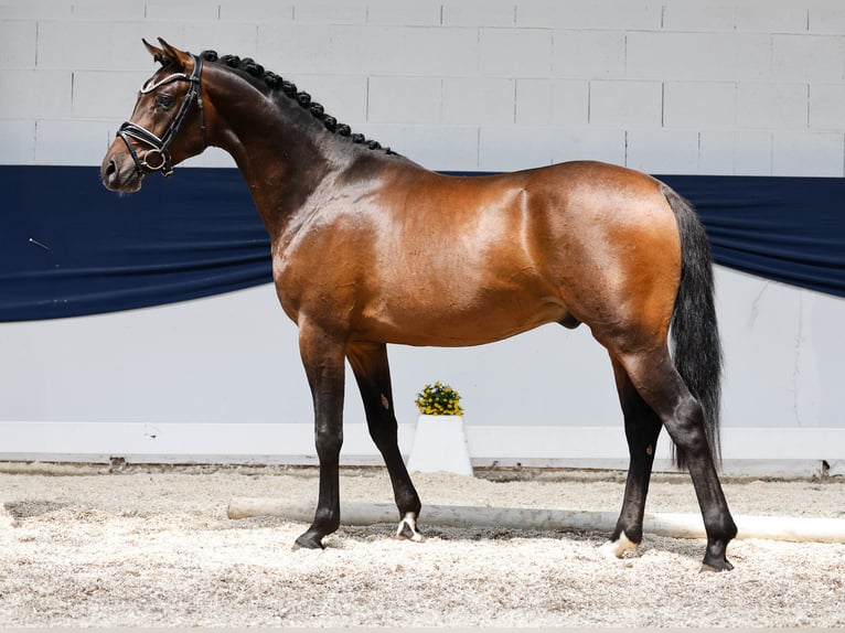 German Riding Pony Stallion 3 years 14,1 hh Brown in Marsberg