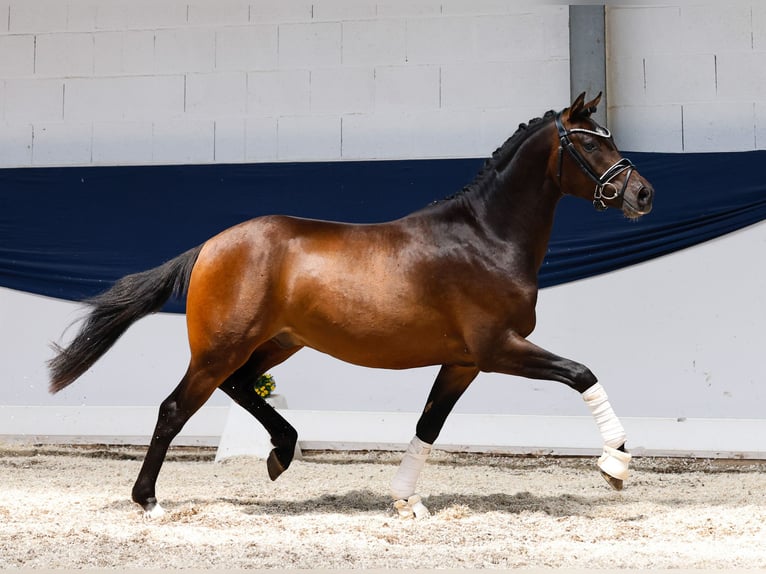 German Riding Pony Stallion 3 years 14,1 hh Brown in Marsberg