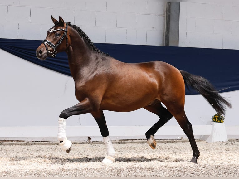 German Riding Pony Stallion 3 years 14,1 hh Brown in Marsberg
