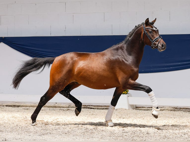 German Riding Pony Stallion 3 years 14,1 hh Brown in Marsberg