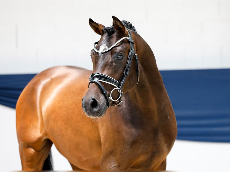 German Riding Pony Stallion 3 years 14,1 hh Brown in Marsberg
