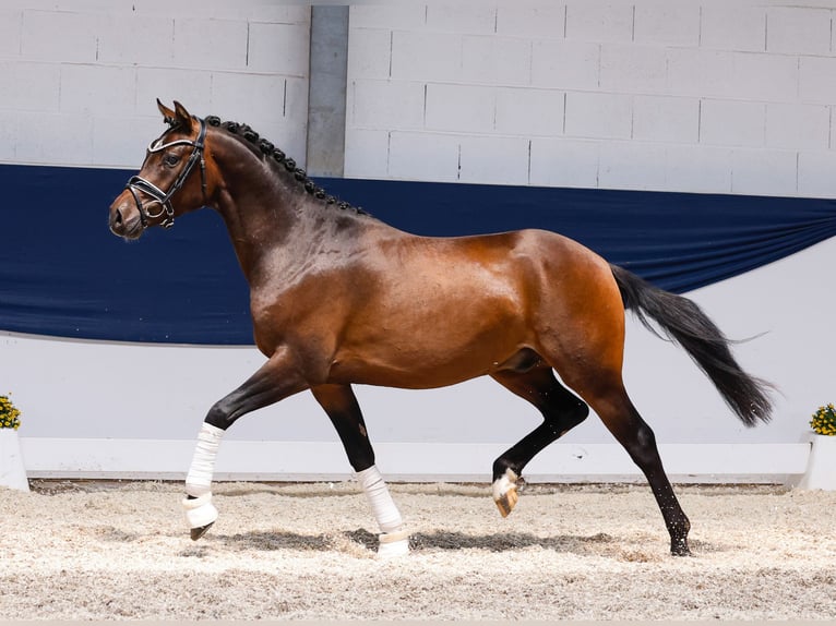 German Riding Pony Stallion 3 years 14,1 hh Brown in Marsberg