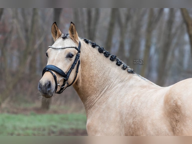 German Riding Pony Stallion 3 years 14,1 hh Buckskin in Borger