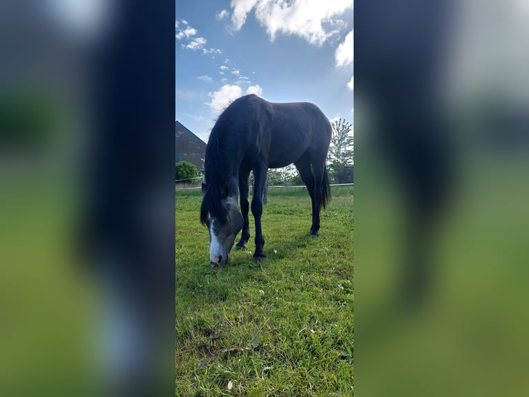 German Riding Pony Stallion 3 years 14,1 hh Can be white in Dersekow