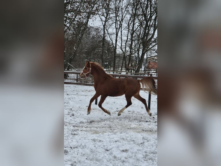 German Riding Pony Stallion 3 years 14,1 hh Chestnut in Vienenburg