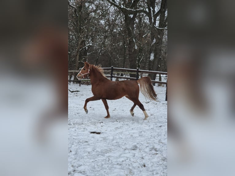 German Riding Pony Stallion 3 years 14,1 hh Chestnut in Vienenburg