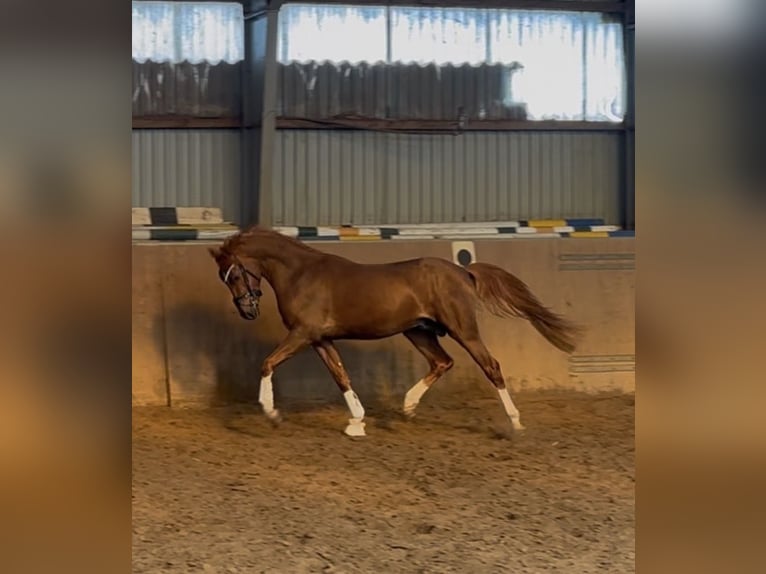 German Riding Pony Stallion 3 years 14,1 hh Chestnut in Achim