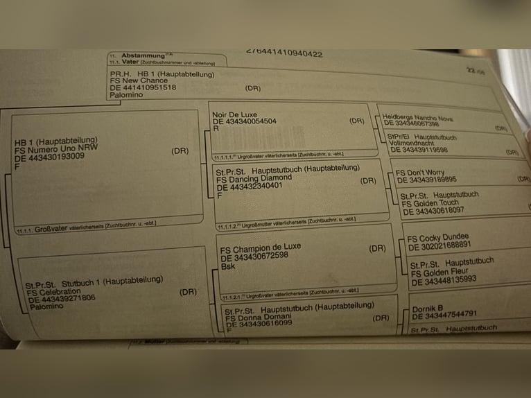 German Riding Pony Stallion 3 years 14,1 hh Chestnut-Red in Telgte