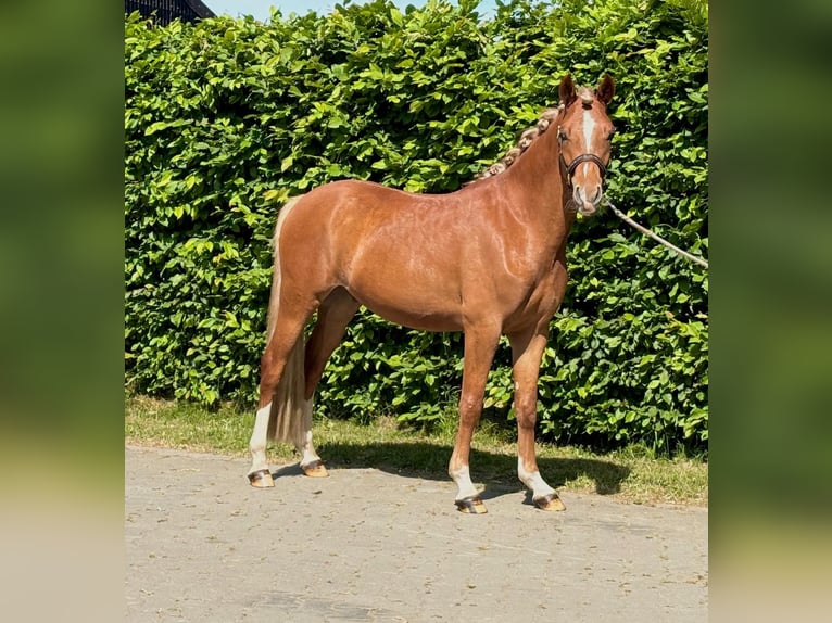 German Riding Pony Stallion 3 years 14,1 hh Chestnut-Red in Telgte