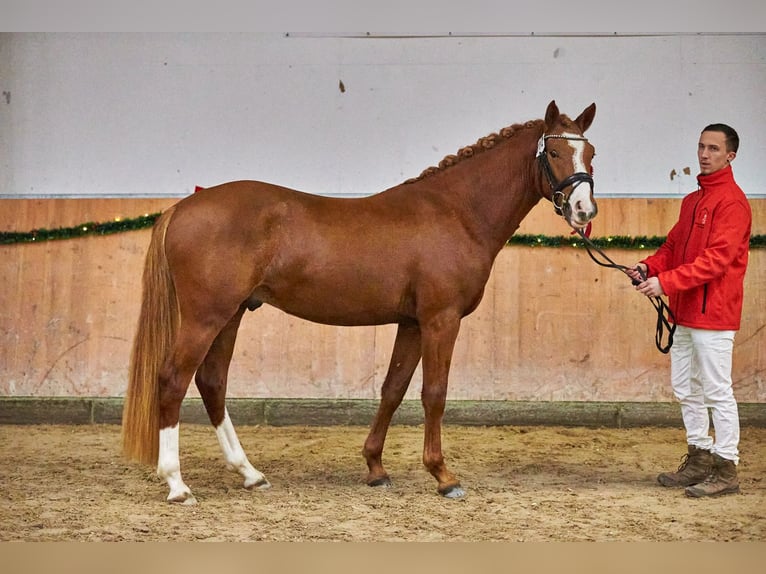 German Riding Pony Stallion 3 years 14,1 hh Chestnut-Red in Bad Kissingen