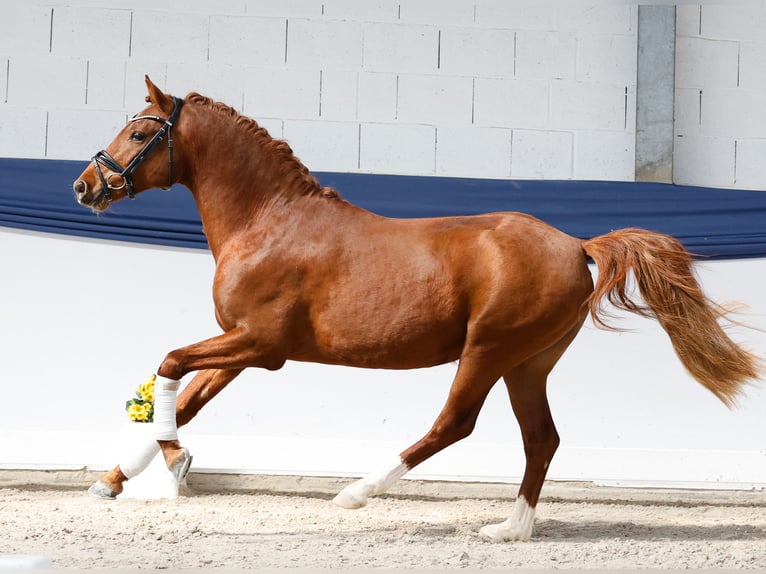 German Riding Pony Stallion 3 years 14,1 hh Chestnut-Red in Marsberg