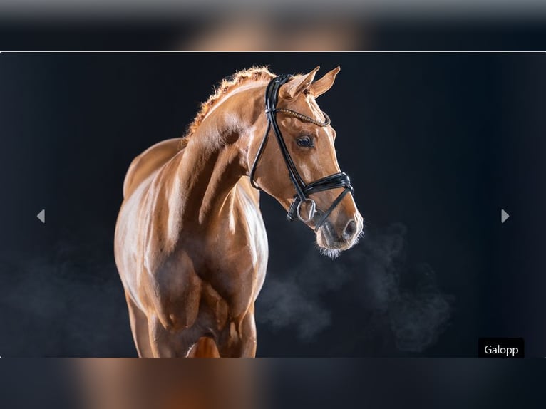 German Riding Pony Stallion 3 years 14,1 hh Chestnut-Red in Mönchengladbach