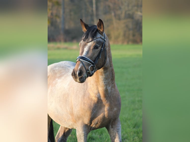 German Riding Pony Stallion 3 years 14,1 hh  in Gebroth