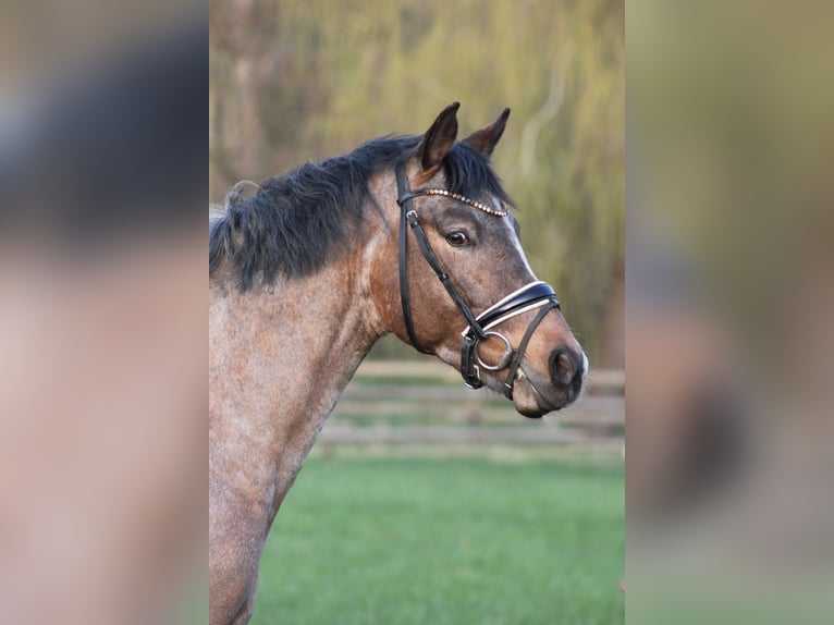German Riding Pony Stallion 3 years 14,1 hh  in Gebroth