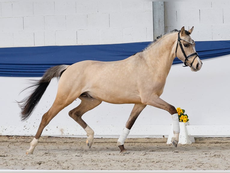 German Riding Pony Stallion 3 years 14,1 hh Dun in Marsberg