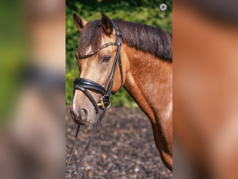 German Riding Pony Stallion 3 years 14,1 hh Dun in Teltow