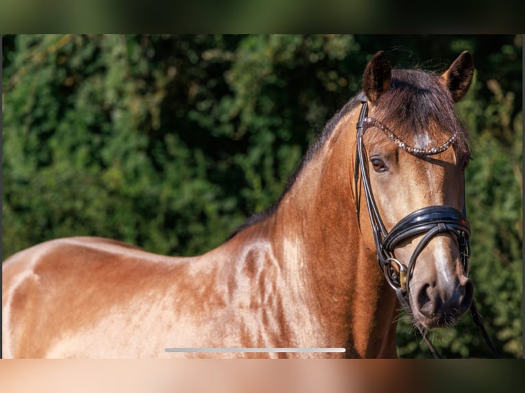 German Riding Pony Stallion 3 years 14,1 hh Dun in Teltow
