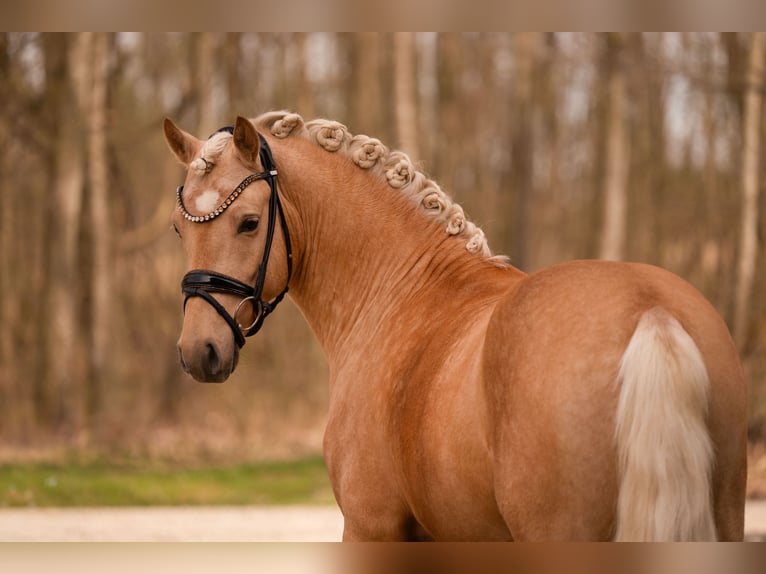 German Riding Pony Stallion 3 years 14,1 hh Palomino in Wehringen