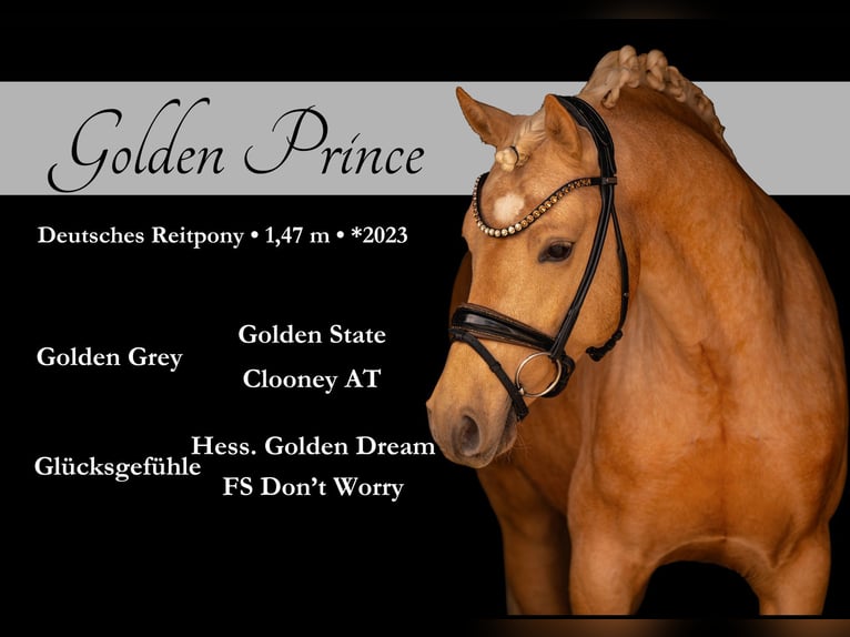 German Riding Pony Stallion 3 years 14,1 hh Palomino in Wehringen