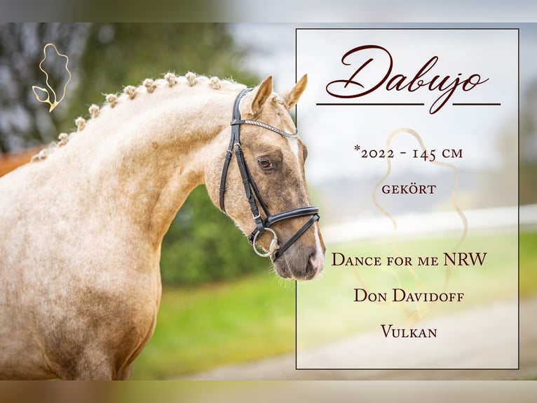 German Riding Pony Stallion 3 years 14,1 hh Palomino in Wiefelstede