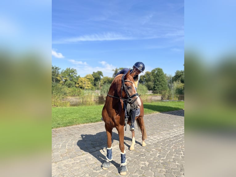 German Riding Pony Stallion 3 years 14,2 hh Chestnut-Red in Grevenbroich