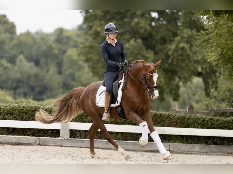 German Riding Pony Stallion 3 years 14,2 hh Chestnut-Red in Grevenbroich