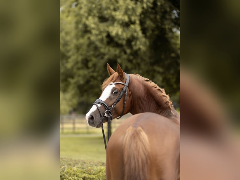 German Riding Pony Stallion 3 years 14,2 hh Chestnut-Red in Grevenbroich