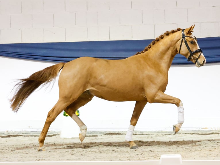 German Riding Pony Stallion 3 years 14,2 hh Chestnut-Red in Marsberg