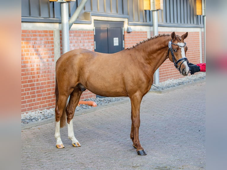 German Riding Pony Stallion 3 years 14,2 hh Chestnut-Red in Varel