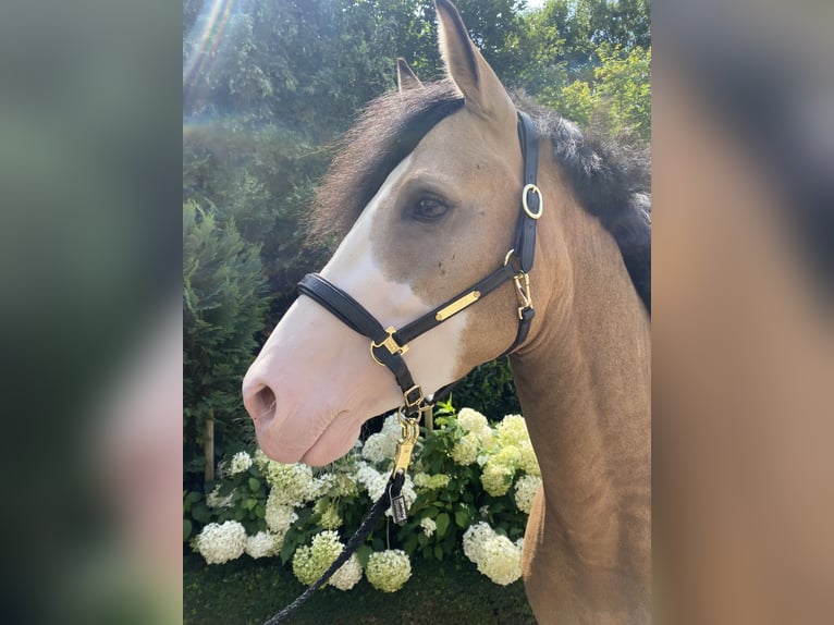 German Riding Pony Stallion 3 years 14,2 hh in Wipperf&#xFC;rth
