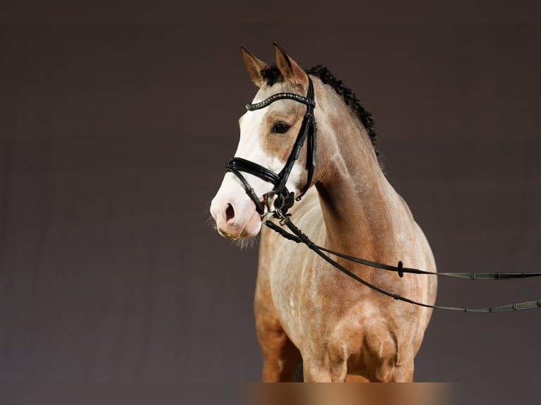German Riding Pony Stallion 3 years 14,2 hh in Wipperf&#xFC;rth
