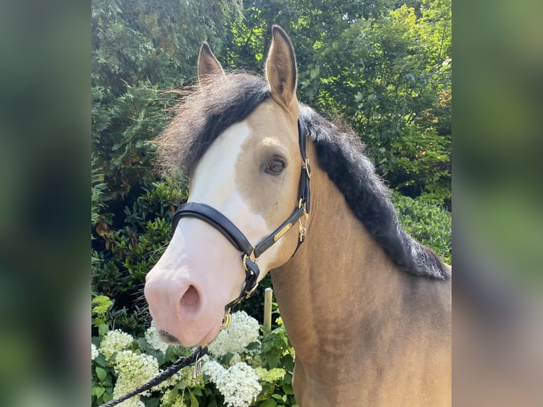 German Riding Pony Stallion 3 years 14,2 hh in Wipperf&#xFC;rth
